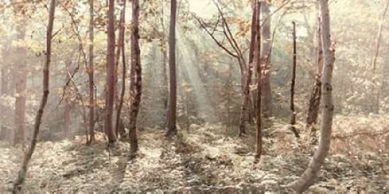 Autumn Leaves Canvas Art - Ian Winstanley (10 x 20)