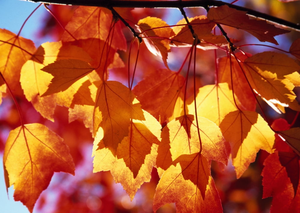 Autumn Leaves Canvas Art - Natural Selection Craig Tuttle Design Pics (36 x 24)
