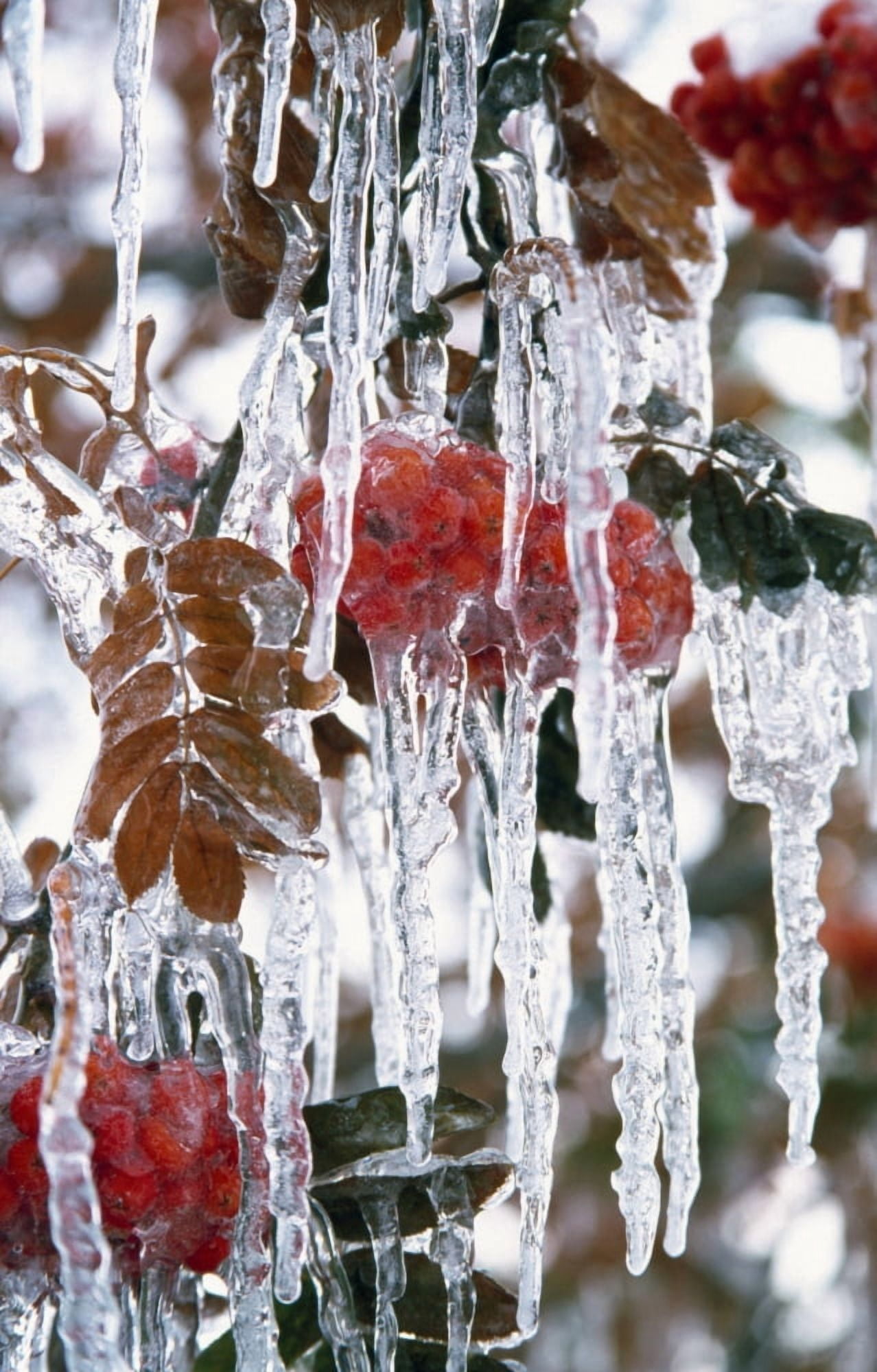 Autumn Leaves Covered In Ice Canvas Art - Natural Selection Craig Tuttle Design Pics (12 x 19)