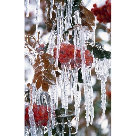 Autumn Leaves Covered in Ice Poster Print by Natural Selection Craig Tuttle - 24 x 38 - Large