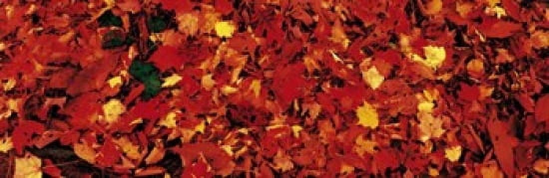 Autumn Leaves Great Smoky Mountains National Park NC USA Canvas Art - Panoramic Images (18 x 6)