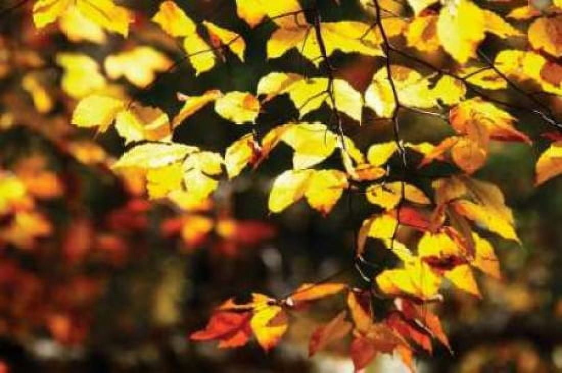 Autumn Leaves II Canvas Art - Alan Hausenflock (20 x 28)
