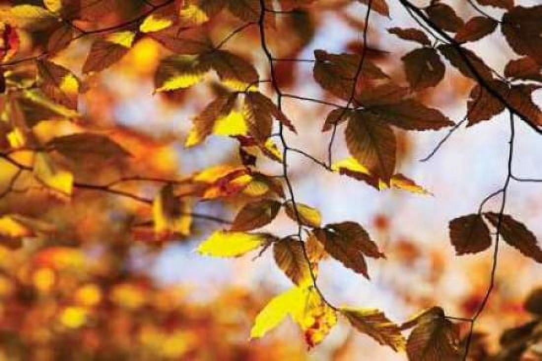 Autumn Leaves III Canvas Art - Alan Hausenflock (20 x 28)