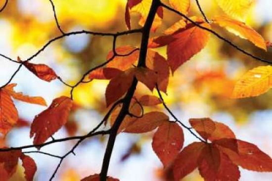 Autumn Leaves IV Canvas Art - Alan Hausenflock (20 x 28)