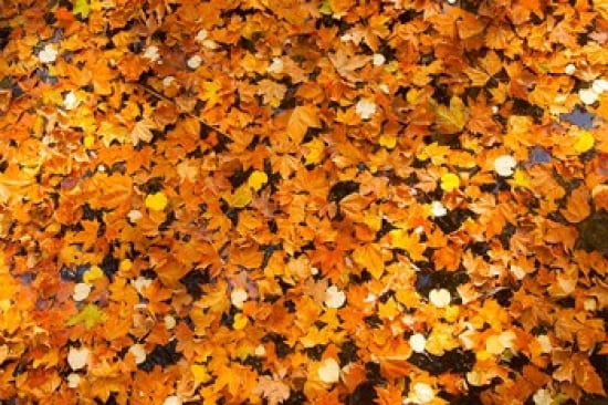 Autumn Leaves Jardin du Luxembourg Canvas Art - Brian Jannsen DanitaDelimont (28 x 19)