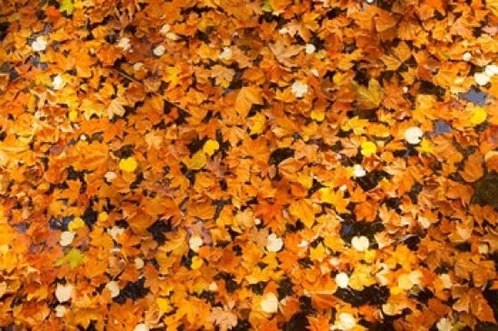 Autumn Leaves Jardin du Luxembourg Canvas Art - Brian Jannsen DanitaDelimont (36 x 24)