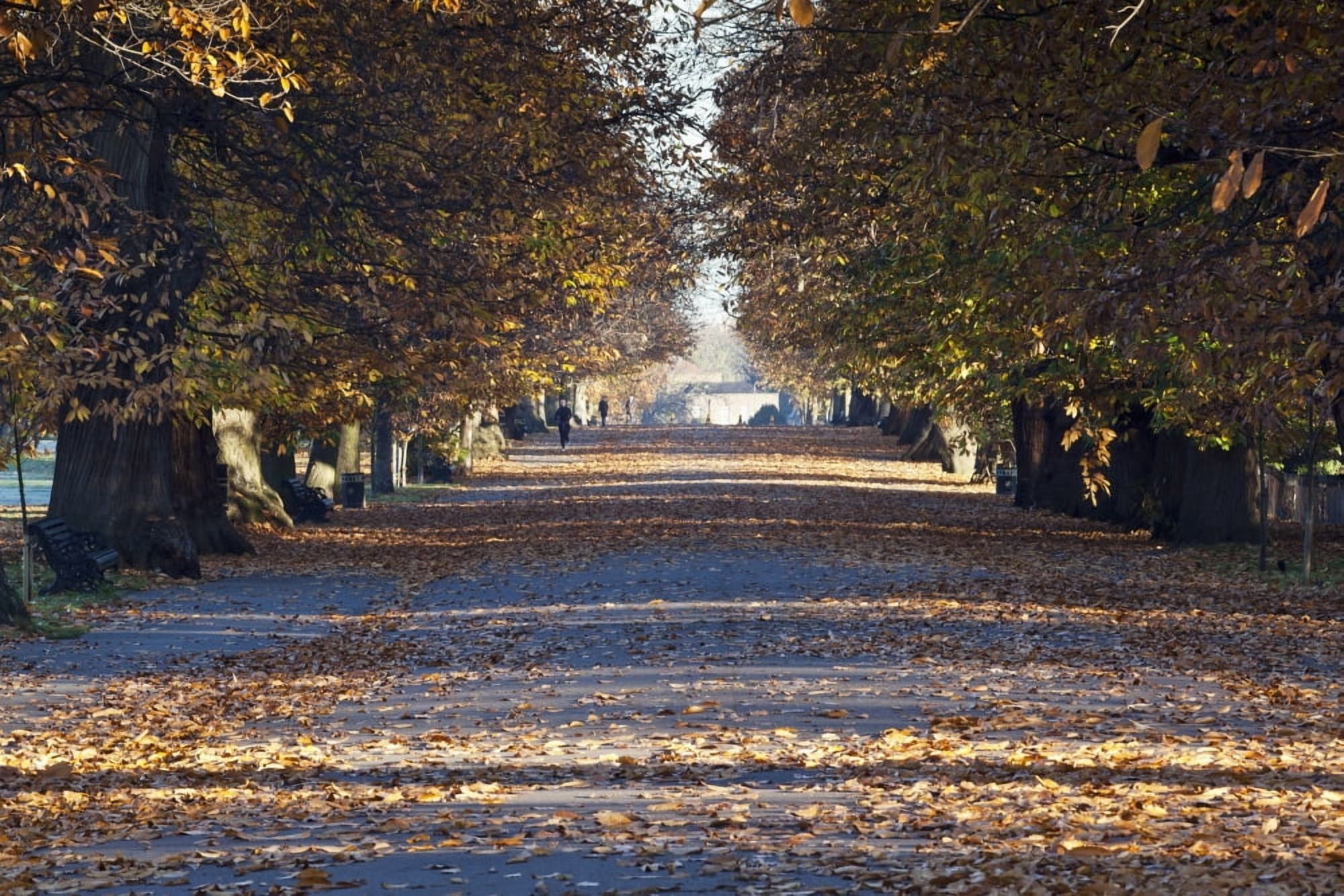 Autumn Leaves On Path In Greenwich Park Greenwich London England Uk Canvas Art - Doug McKinlay Design Pics (38 x 24)