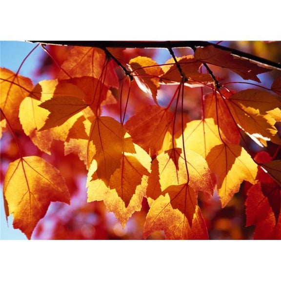 Autumn Leaves Poster Print by Natural Selection Craig Tuttle, 36 x 24 - Large