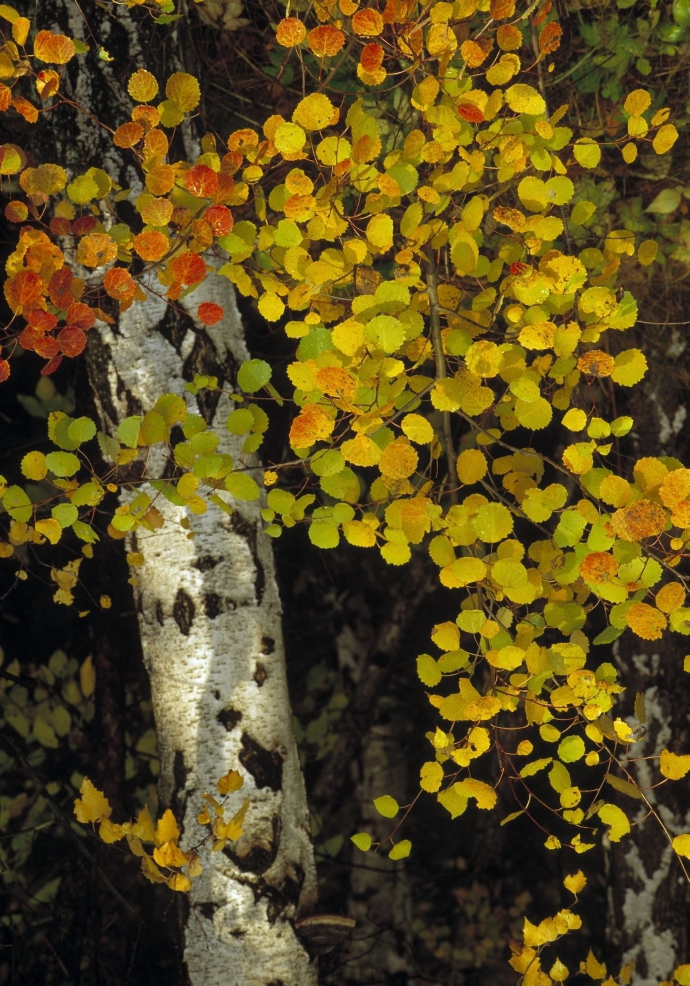 Autumn Leaves Sweden Canvas Art - Panoramic Images (24 x 36)