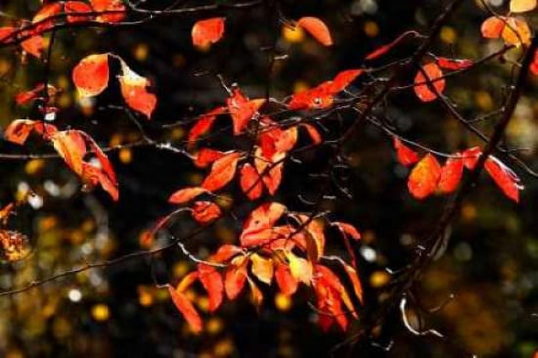 Autumn Leaves VI Canvas Art - Alan Hausenflock (20 x 28)