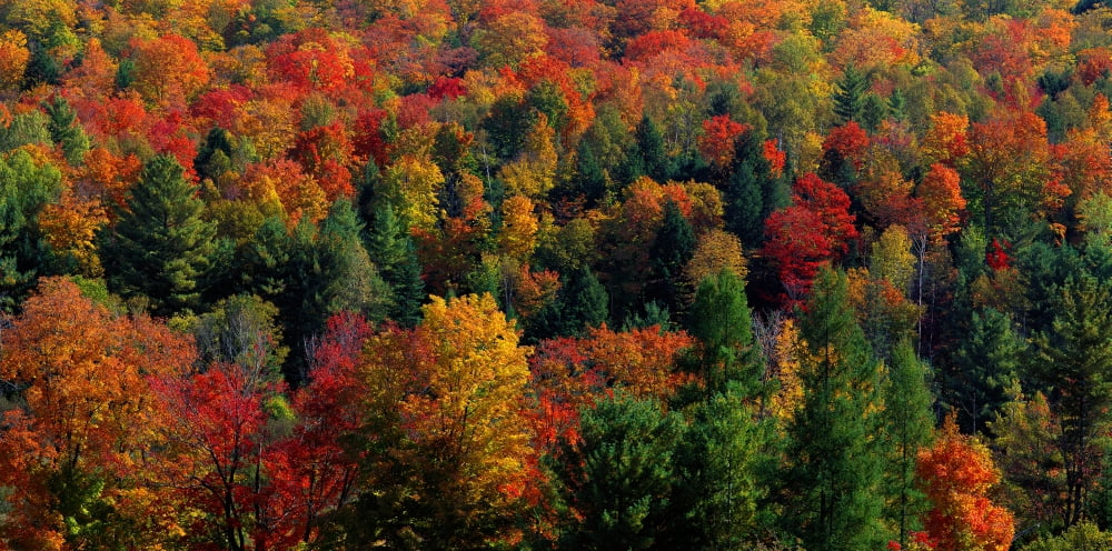 Autumn Leaves Vermont USA Canvas Art - Panoramic Images (27 x 9)