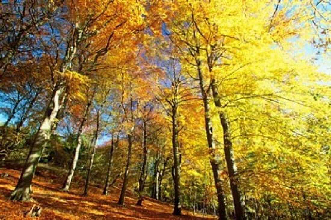 Autumn Leaves of Trees Canvas Art - Christian Ziegler DanitaDelimont (26 x 17)