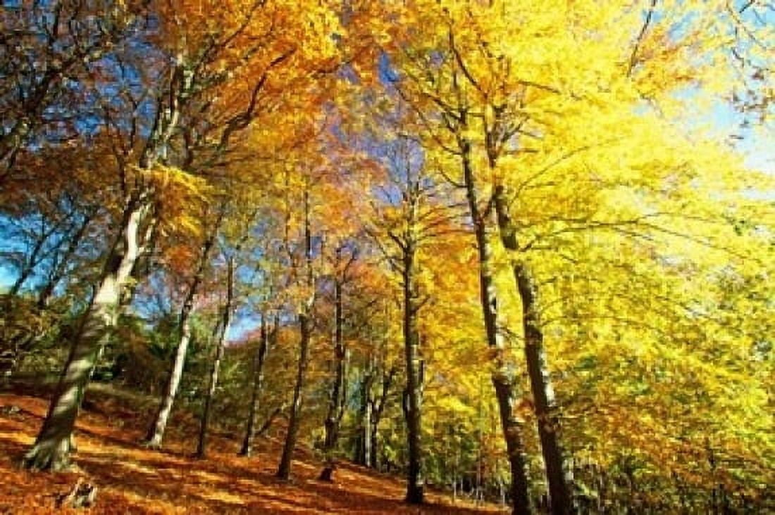 Autumn Leaves of Trees Canvas Art - Christian Ziegler DanitaDelimont (36 x 24)