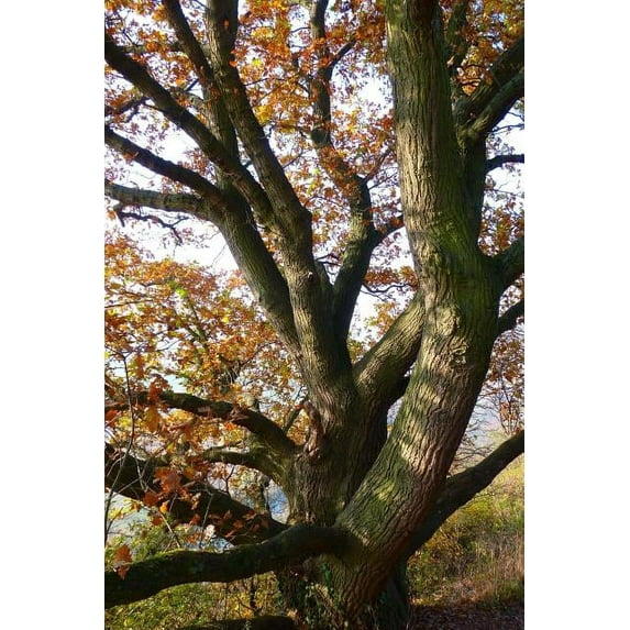 Autumn Leaves on an Oak Tree Journal : 150 Page Lined Notebook/Diary