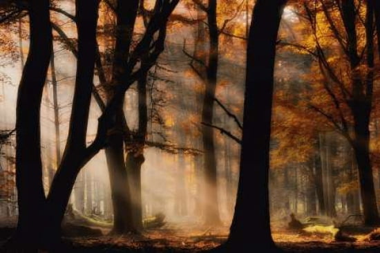Autumn Light Canvas Art - Jan Paul Kraaij (12 x 18)