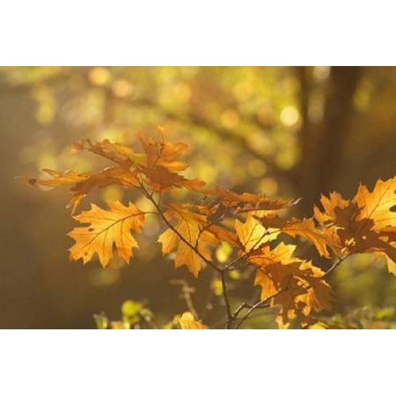 Autumn Light Poster Print by Roeselien Raimond (12 x 18)