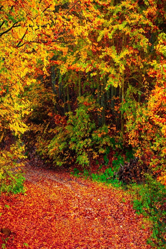 Forest Background Fall Maple R Entry Autumn Maple Leaves Forest Backdrop Fall Sunset Woodland Pathway ...