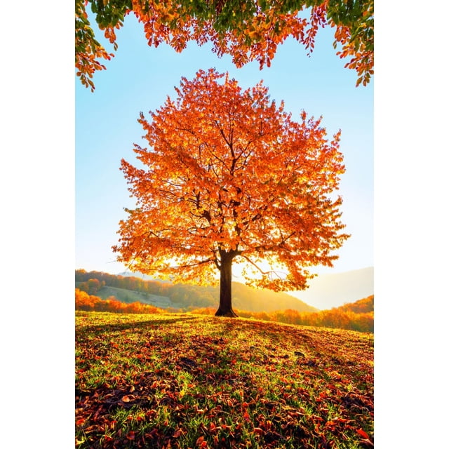 Forest Background Fall Maple R Entry Autumn Maple Leaves Forest Backdrop Fall Sunset Woodland Pathway ...