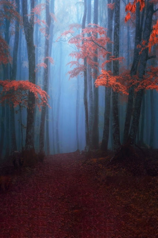 Forest Background Fall Maple R Entry Autumn Maple Leaves Forest Backdrop Fall Sunset Woodland Pathway ...