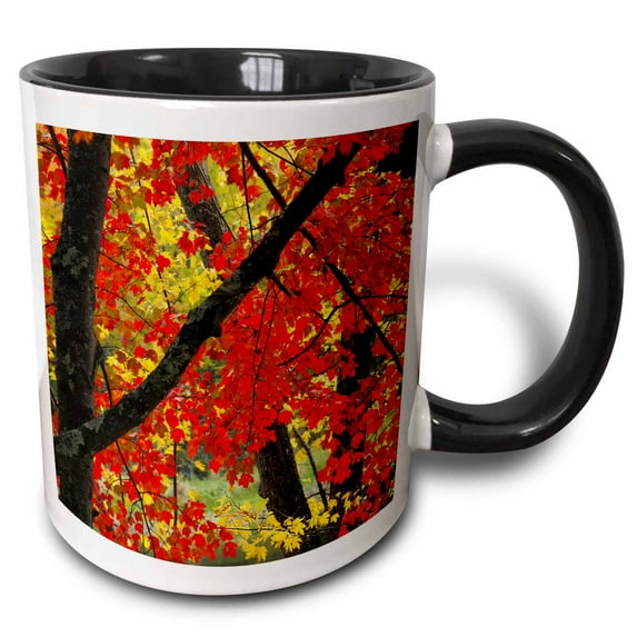 3drose, Autumn Maple, Sebago Lake State Park, Maine, Usa - Us20 Mhe0007 - Michel Hersen, 11oz Two-tone Black Mug