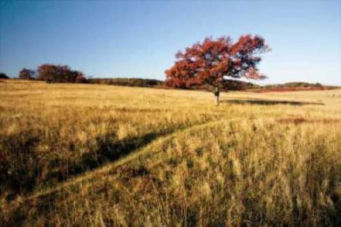 Autumn Meadow I Canvas Art - Alan Hausenflock (12 x 18)
