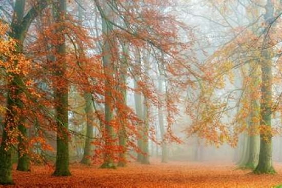 Autumn Mist Canvas Art - Lars Van de Goor (24 x 36)