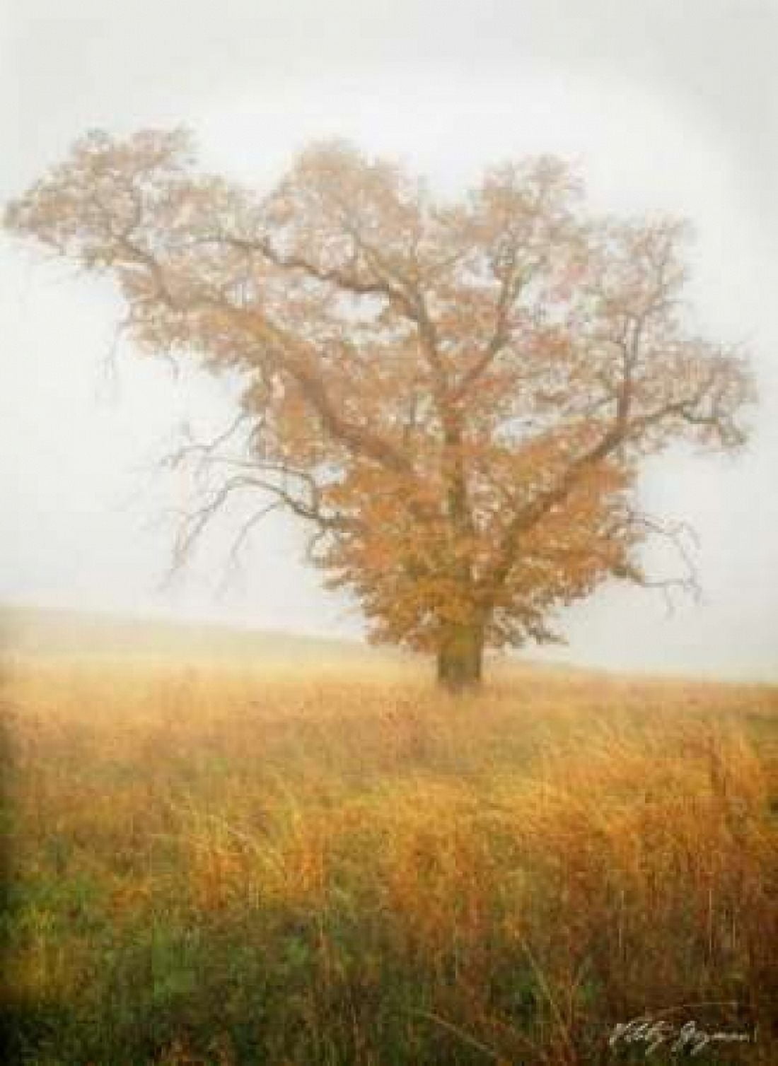 Autumn Mist II Canvas Art - Vitaly Geyman (18 x 24)