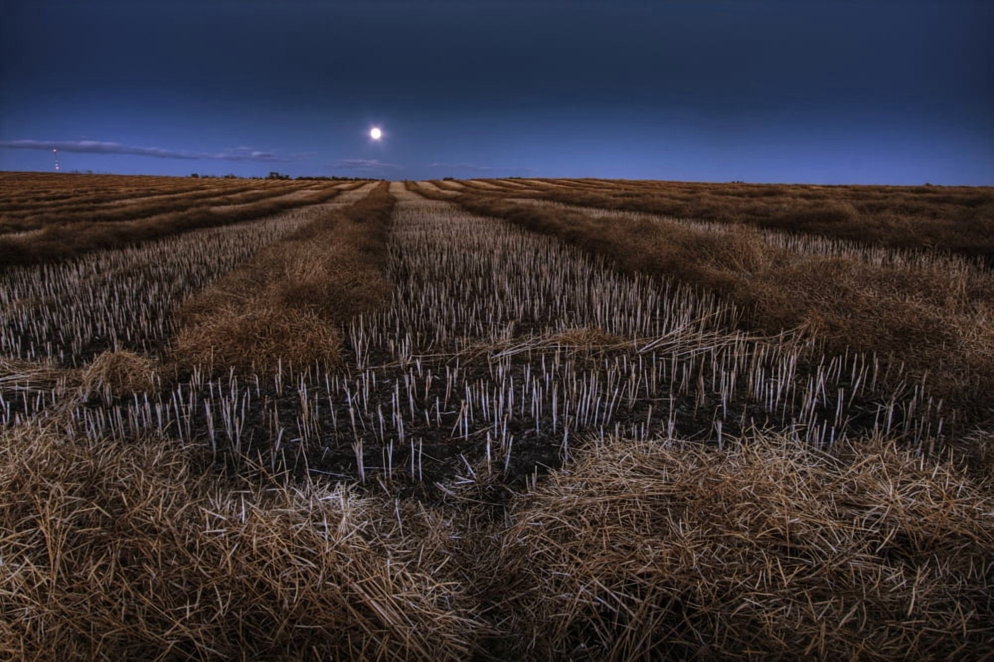 Autumn Moonrise On Canola Swaths In A Farm Field South Of Bon Accord Alberta Canvas Art - Dan Jurak Design Pics (34 x 22)
