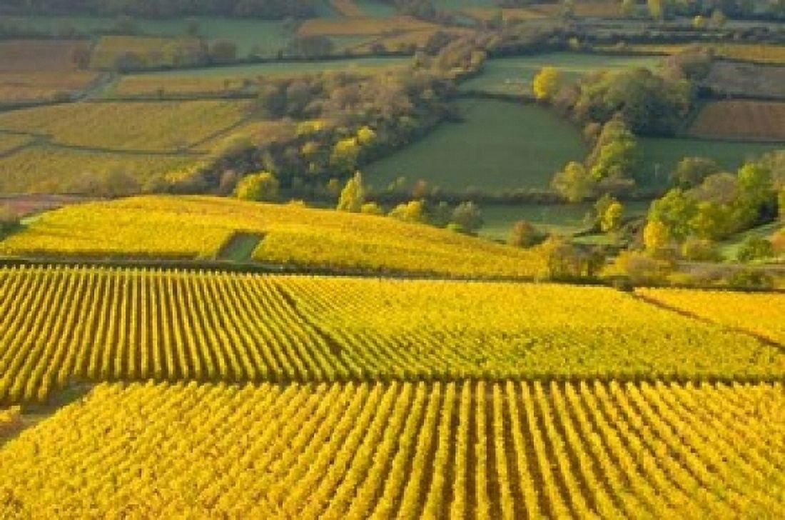 Autumn Morning in Pouilly-Fuiss Vineyards Canvas Art - Lisa S Engelbrecht DanitaDelimont (36 x 24)