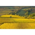 thumbnail image 1 of Autumn Morning in Pouilly-Fuiss Vineyards Poster Print by Lisa S. Engelbrecht (27 x 18), 1 of 1