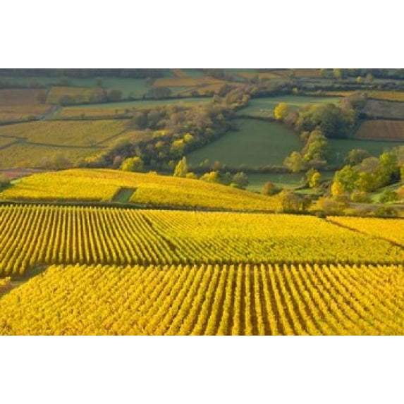 Autumn Morning in Pouilly-Fuiss Vineyards Poster Print by Lisa S. Engelbrecht (27 x 18)