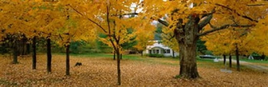 Autumn Muskoka Canada Canvas Art - Panoramic Images (36 x 12)