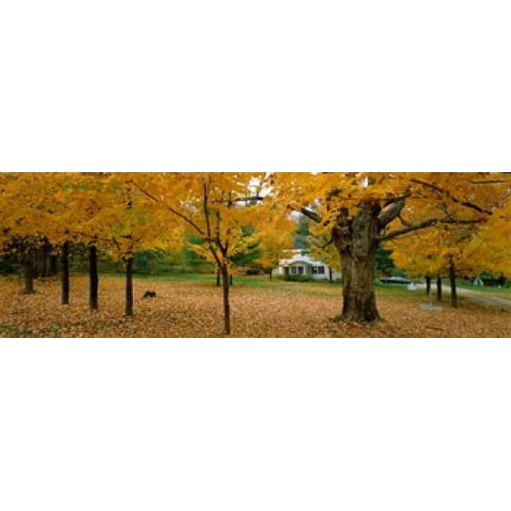 Autumn, Muskoka, Canada Poster Print (18 x 6)