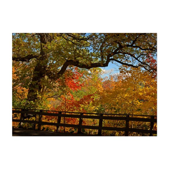 Autumn Oak - Photography Autumn Nature Forest Woodland Scenic Landscape Bridge Unframed Wall Art Print 4 x 6 inches
