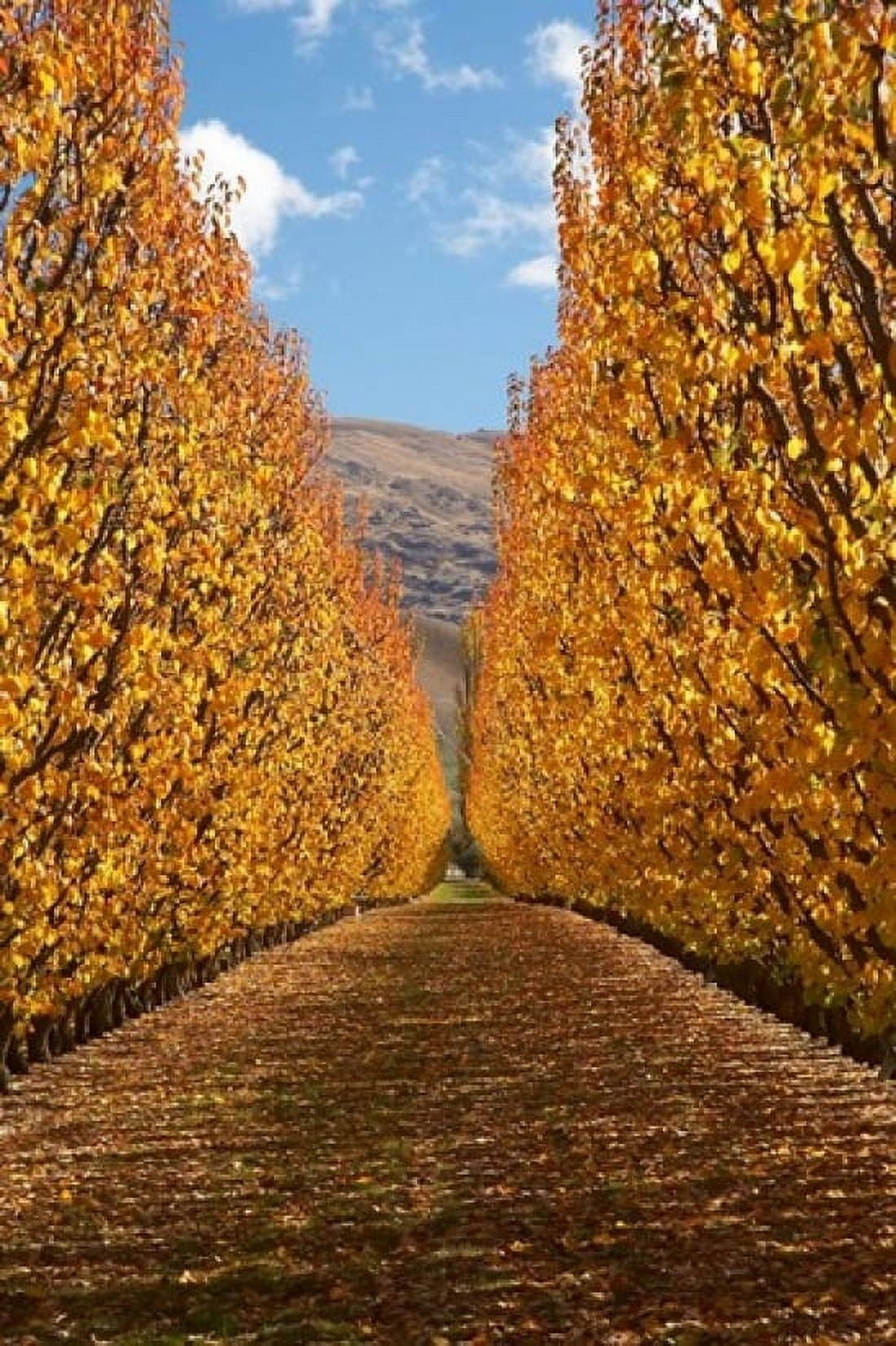 Autumn Orchard Roxburgh South Island New Zealand Canvas Art - David Wall DanitaDelimont (11 x 17)