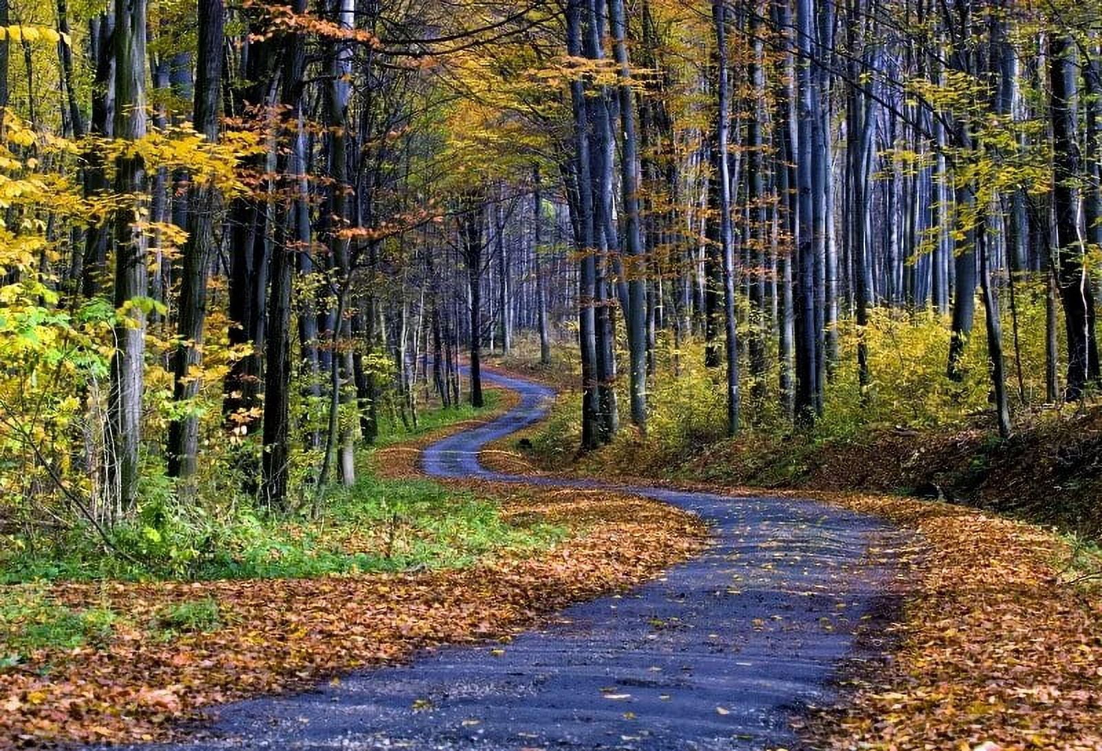 Autumn Park Golden Yellow Leaves Deep Path Real Scene Photocall ...