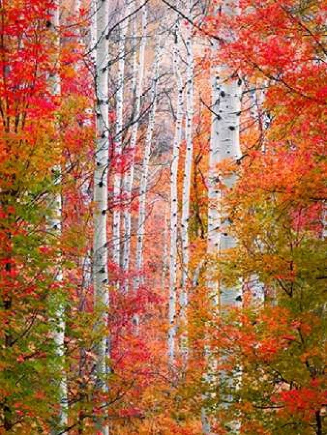 Autumn Passage Canvas Art - Elizabeth Carmel (18 x 24)
