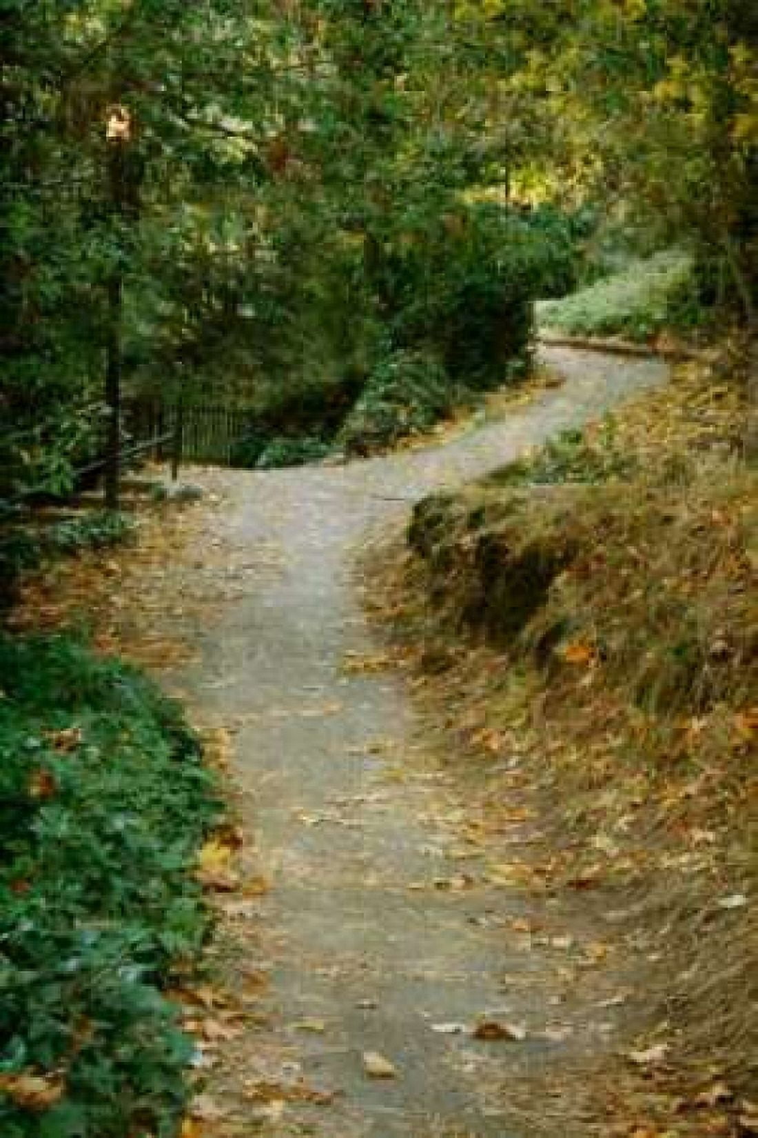 Autumn Path II Canvas Art - Vitaly Geyman (24 x 36)