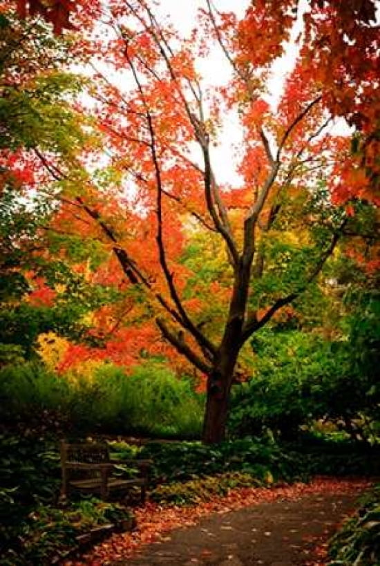 Autumn Pathway I Canvas Art - Beth Wold (24 x 36)