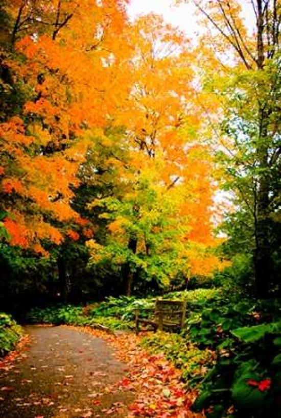 Autumn Pathway III Canvas Art - Beth Wold (12 x 18)