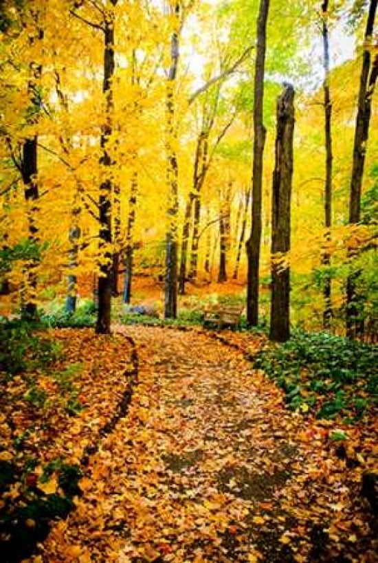 Autumn Pathway IV Canvas Art - Beth Wold (12 x 18)