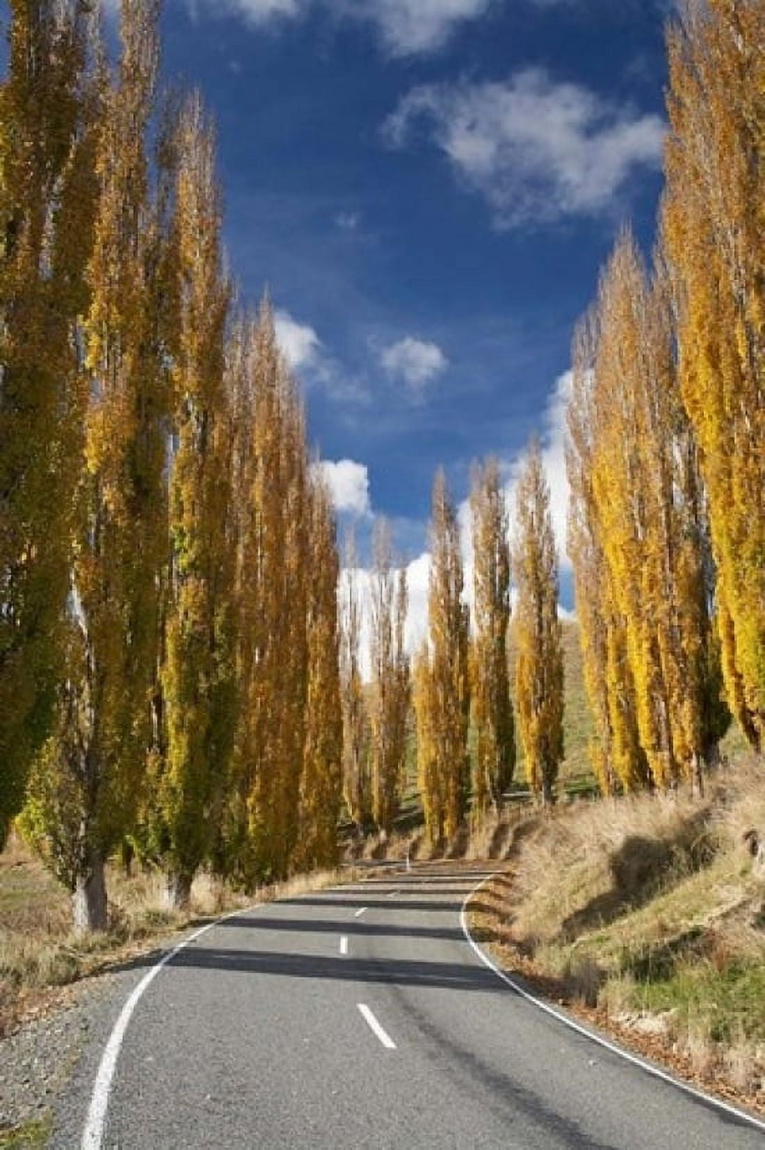 Autumn Rangitikei District North Island New Zealand Canvas Art - David Wall DanitaDelimont (11 x 17)