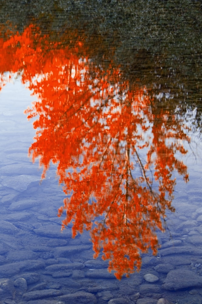 Autumn Reflections Canvas Art - Carson Ganci Design Pics (22 x 34)