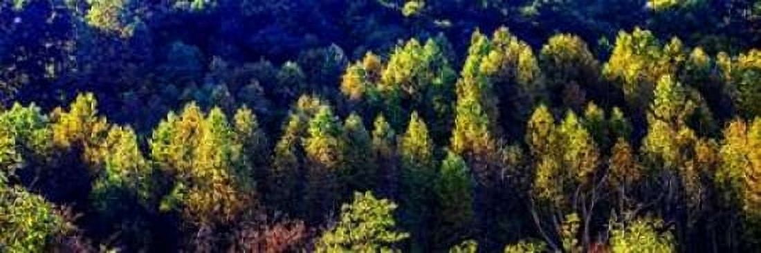 Autumn Ridge I Canvas Art - Alan Hausenflock (12 x 36)