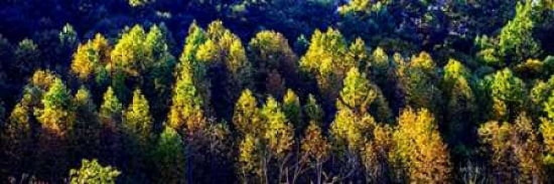 Autumn Ridge II Canvas Art - Alan Hausenflock (12 x 36)