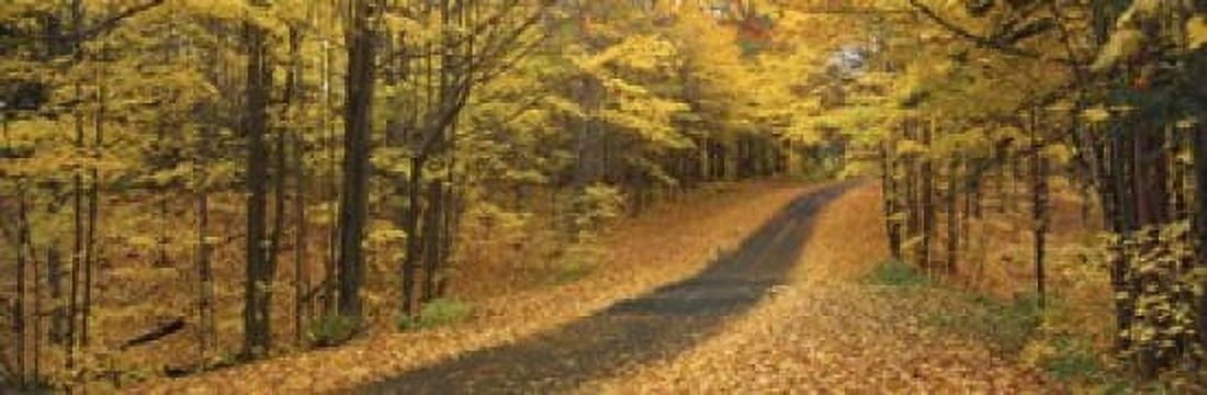 Autumn Road Emery Park New York State USA Canvas Art - Panoramic Images (18 x 6)