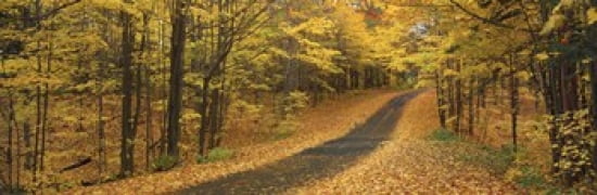 Autumn Road Emery Park New York State USA Canvas Art - Panoramic Images (36 x 12)