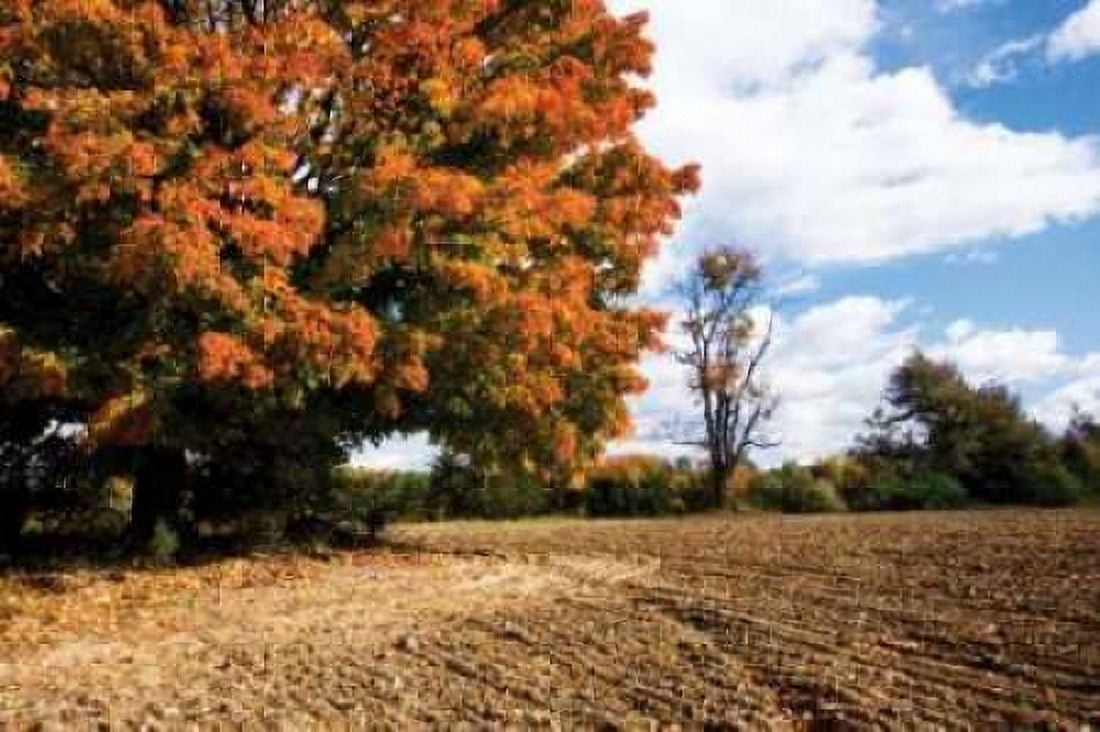 Autumn Scene II Canvas Art - Alan Hausenflock (24 x 36)