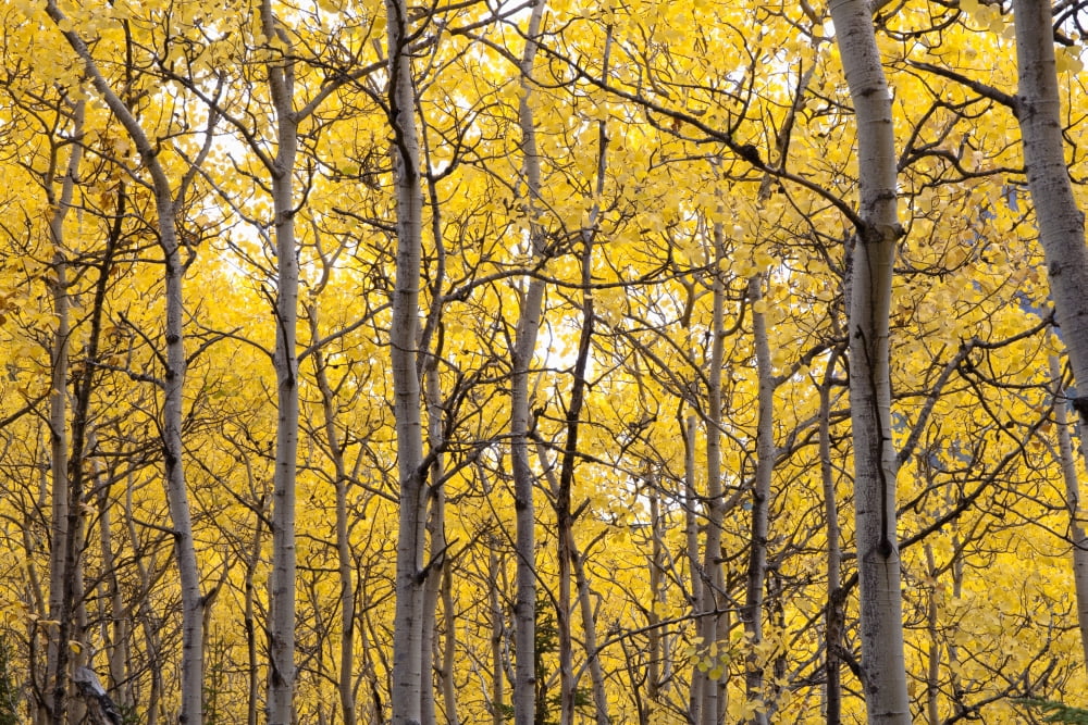 Autumn Scenic Of Colorful Yellow Aspen Trees Eagle River Valley Chugach State Park Southcentral Alaska Canvas Art - Carl R Battreall Design Pics (19 x 12)
