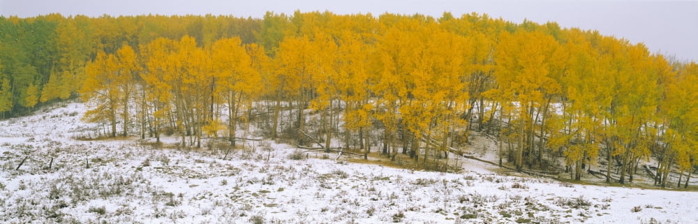 Autumn Snow and Aspens Near Ridgeway Colorado Canvas Art - Panoramic Images (27 x 9)